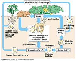 nutrient cycle